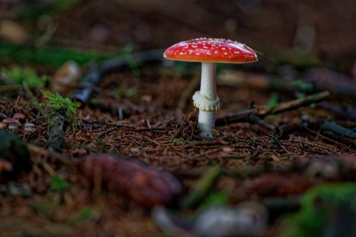 2019-11-29 / Hermes
Hermès dans [Macro et proxiphotographie nature]
