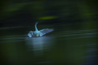 Nom du fichier=20111806352625656917132530.jpg
Taille du fichier=264Ko
Dimensions : 1200x803
Ajouté le : 19 Novembre 2020 20111806352625656917132530.jpg