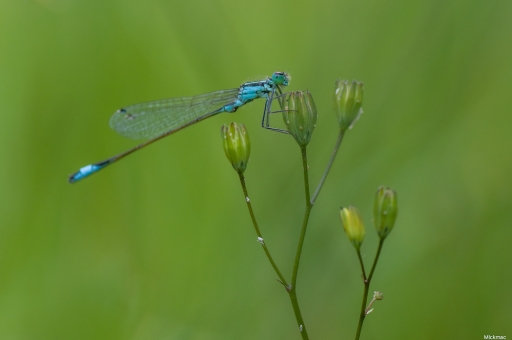 2020-06-12 / MIckmac
Mickmac dans Macro et proxiphotographie nature
