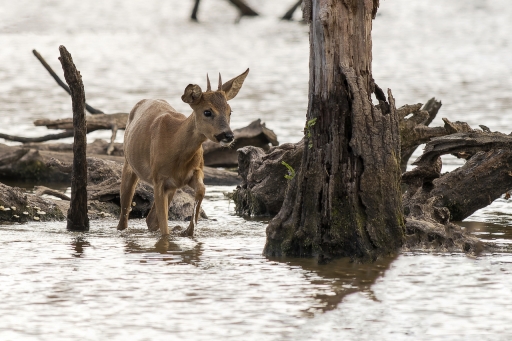 2022-06-09 / deche
deche [Faune sauvage]
