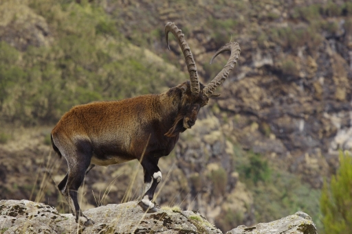 2020 - 04 - 22 / david81
david81  dans Faune Sauvage
