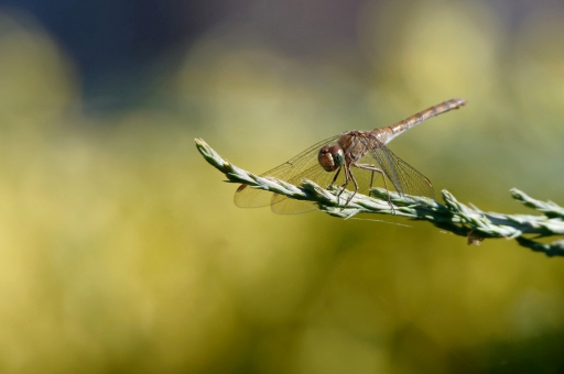2020-09-24 / charlysouho
charlysouho [Macro et proxiphotographie nature]

