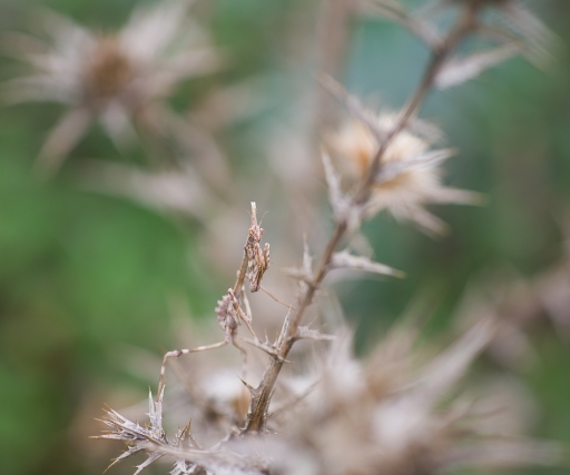 2020-10-08 / olilignan 
olilignan  [Macro et proxiphotographie nature]
