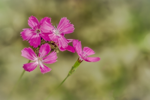 2020-11-12 / Opus21
Opus21 [Macro et proxiphotographie nature]
