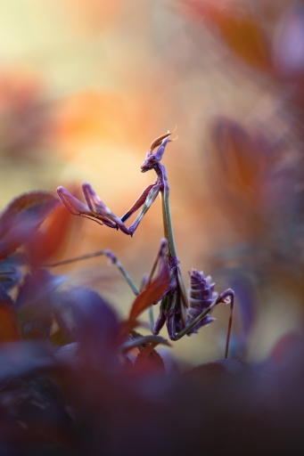 2021-04-15 / donlope01
donlope01 [Macro et proxiphotographie nature]
