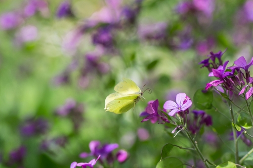 2021-07-05 / LeBernard
LeBernard [Macro et proxiphotographie nature]
