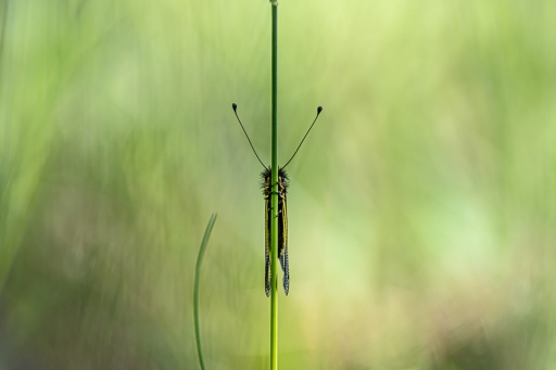 2021-05-20 / Opus21
Opus21 [Macro et proxiphotographie nature]
