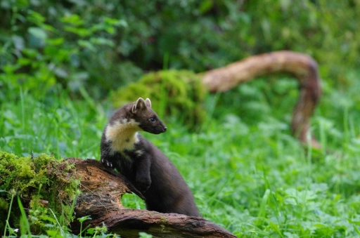 2021-09-30 / papy57
papy57 [Faune sauvage]
