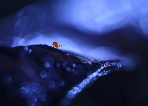 2022-01-20 / olilignan
olilignan [Macro et proxiphotographie nature]
