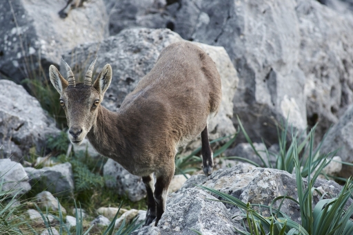 2022-03-18 / Vinhug
Vinhug [Faune sauvage]
