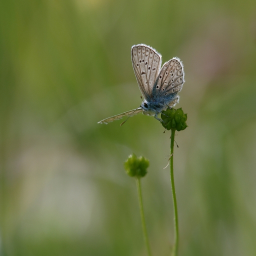 2002-06-02 / charlysouho
charlysouho [Macro et proxiphotographie nature]
