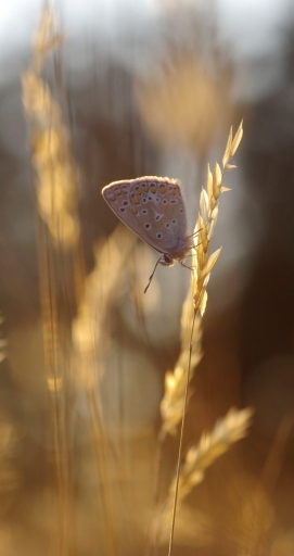 2022-07-21 / papy57
papy57 [Macro et proxiphotographie nature]
