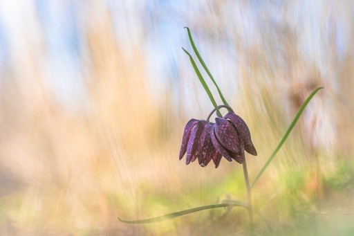 2023-03-17/Opus21
Opus21 [Macro et proxiphotographie nature]
