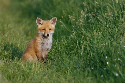2023-06-02 / charlysouho
charlysouho [Faune sauvage]
