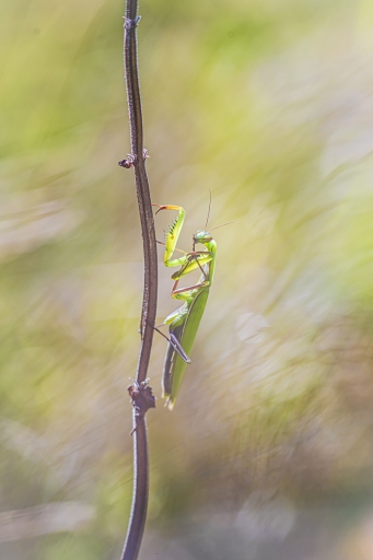 2023-08-18 / Opus21
Opus21 [Macro et proxiphotographie nature]
