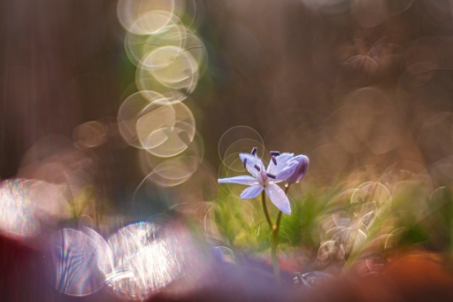 2024-03-15 / Opus21
Opus21 [Flore et botanique]
