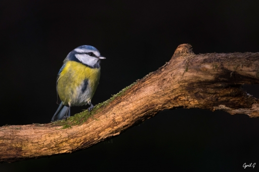 2020 - 02 - 03 / CarpoDingo
CarpoDingo dans Faune sauvage
