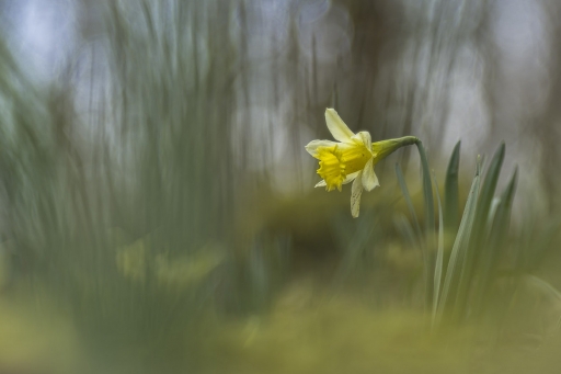 2020-03-12 / Opus21
Opus21 [Flore et Botanique]
