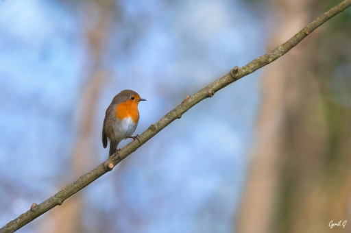 2020-10-08 / CarpoDingo
CarpoDingo [Faune sauvage]
