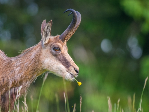 2021-06-17 / ASM
ASM [Faune sauvage]

