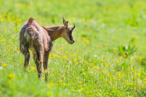 2021-07-29 / ASM
ASM [Faune sauvage]
