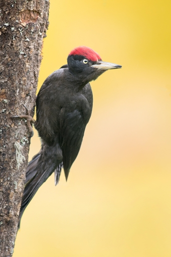 2020-05-27 / Le Basque
Le Basque dans Faune Sauvage

