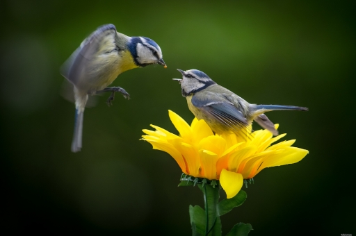 2023-04-28 / Mickmac
Mickmac [Faune sauvage]
