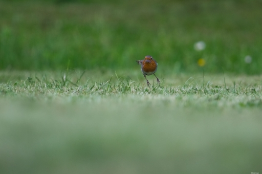 2023-05-19 / Mickmac
Mickmac [Faune sauvage]
