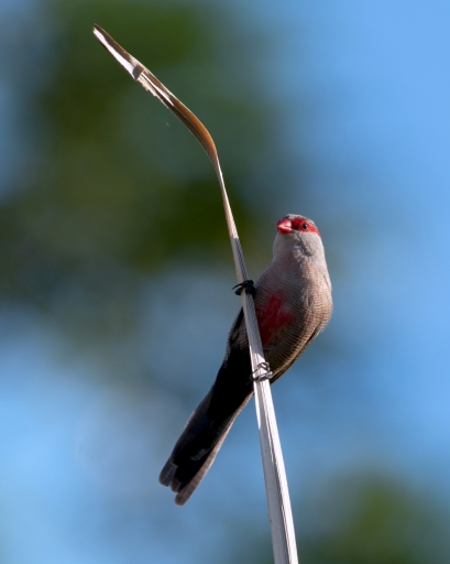 2021-07-29 / Kanaky
Kanaky [Faune sauvage]
