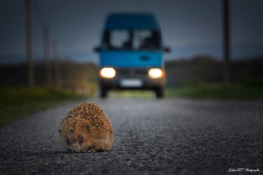 2023-05-26 / CarpoDingo
CarpoDingo [Faune sauvage]
