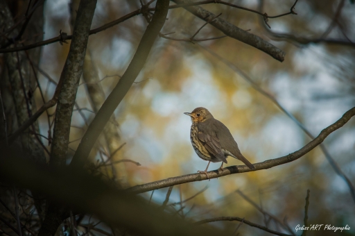 2021-01-23 / CarpoDingo
CarpoDingo [Faune sauvage]
