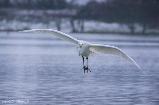 2021-08-26 / CarpoDingo
CarpoDingo [Faune sauvage]
