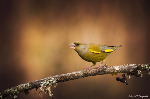 2021-3-13 / CarpoDingo
CarpoDingo [Faune sauvage]
