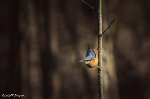 09-12-2021 / CarpoDingo
CarpoDingo [Faune sauvage]
