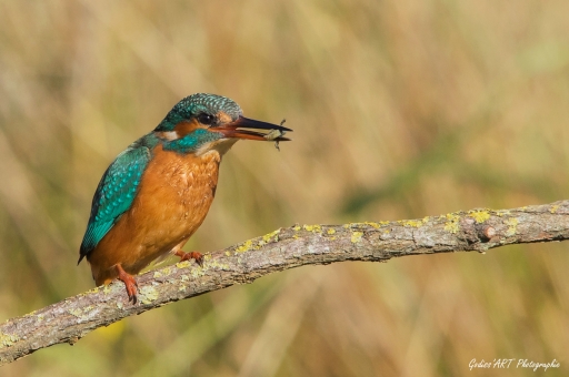 2021-06-17 / CarpoDingo
CarpoDingo [Faune sauvage]
