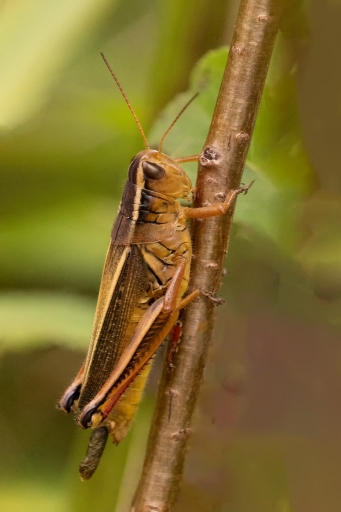 2023-11-10 / K1ribou
K1ribou [Macro et proxiphotographie nature]
