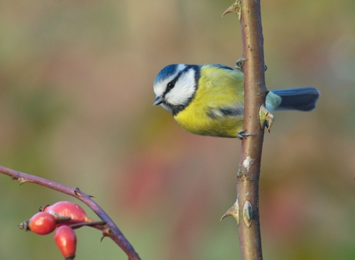 2020-12-17/ papy57
papy57 [Faune sauvage]
