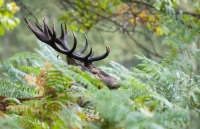 Nom du fichier=q6koKb-cerf.jpg
Taille du fichier=431Ko
Dimensions : 1024x664
Ajouté le : 17 Septembre 2020 q6koKb-cerf.jpg